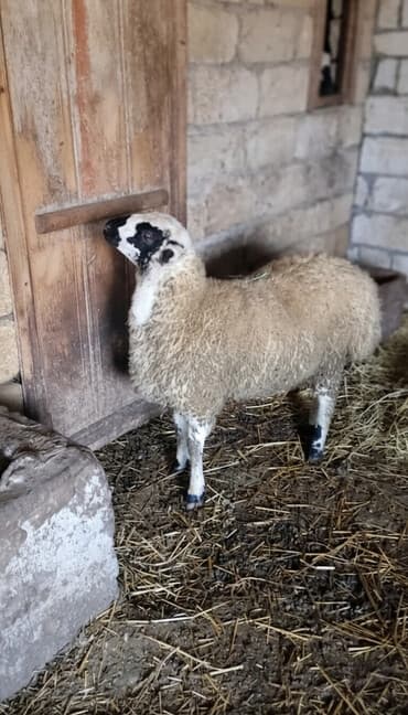 Qoyun. Toğlu Bu toğlu Dizi gözü qara sağlam damazliqa yararli sakit ev — 3