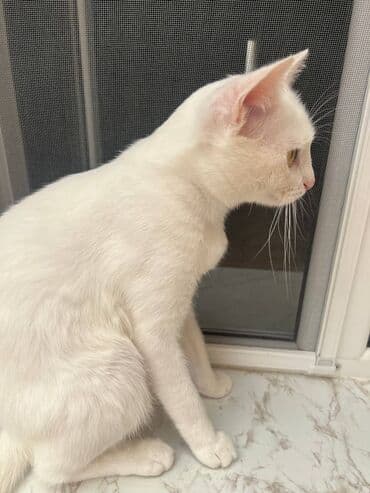 pişik satışı sumqayıt: Türk anqora, Dişi, Yaxşı əllərə, Ödənişli çatdırılma, Ünvandan götürmə — 2