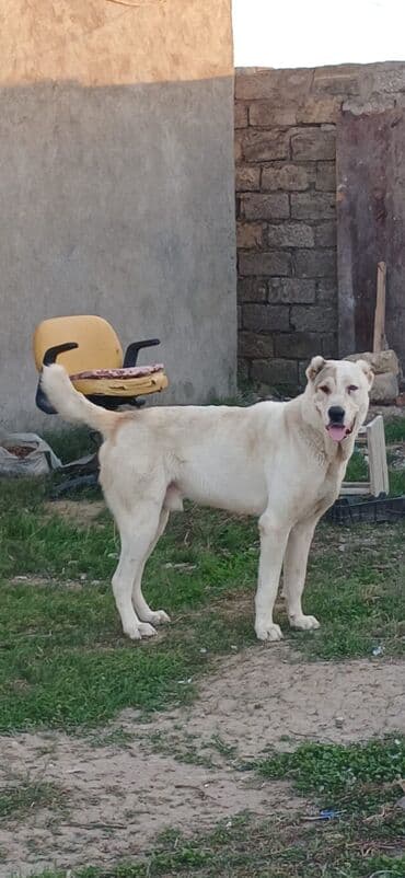 sərab çoban iti: Qurdbasar, 1 il, Erkek, Peyvəndli, Ödənişli çatdırılma — 1