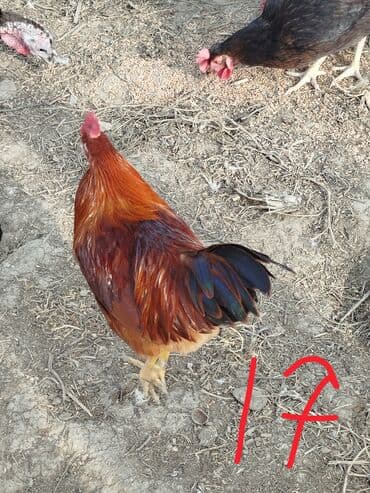 LIFAN: Hər cürə xoruzlar var ustunde qiymətləri var Təsvir: - Şəkillərdə — 7