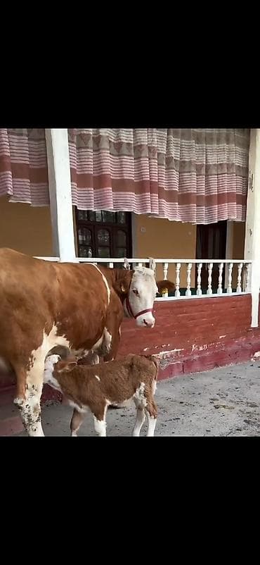 inək sagan: Simental tipli inək və balası - Cins: Simental tipli, qırmızı-ağ rəng — 4