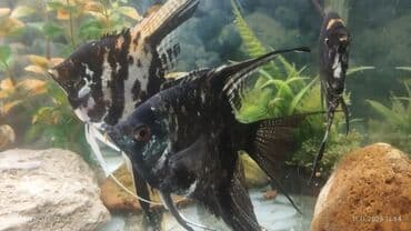 Akvariumlar: Akvaryum üçün tropik balıqlar dəsti - Skalyar (Pterophyllum) növləri — 3