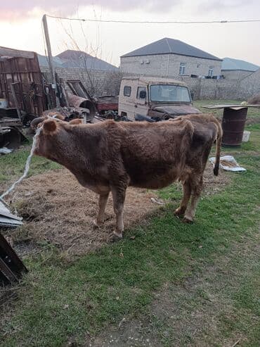 UAZ: Süd və ət istiqamətli inək heyvanları - Üç baş inək: biri ağ-qara — 5