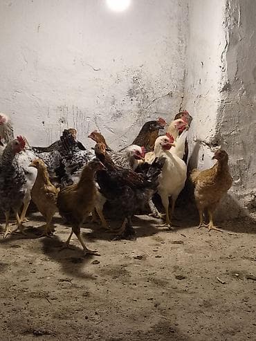 toyuq bazari: Kend Çolpaları Tecili Evde Remont Gedir Deyir Leğv Edirem.Bütün — 3