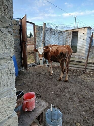 Mal-qara: Dana, buzov, Dişi, Simental, ay: 3, Damazlıq — 6