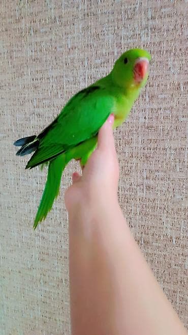 neon balığı: 2 ayliq bala əldə bəslənib, barter yoxdur — 2