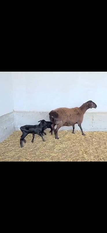 qusarda inek satilir: Qoyun və 2 quzu – ana ilə birlikdə - Cins: ehtimalən yerli — 3