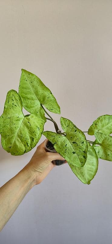 stranger things figur: Syngonium green frickles — 2