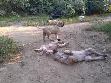 bala afcarka: Kanqal, Peyvəndli — 3