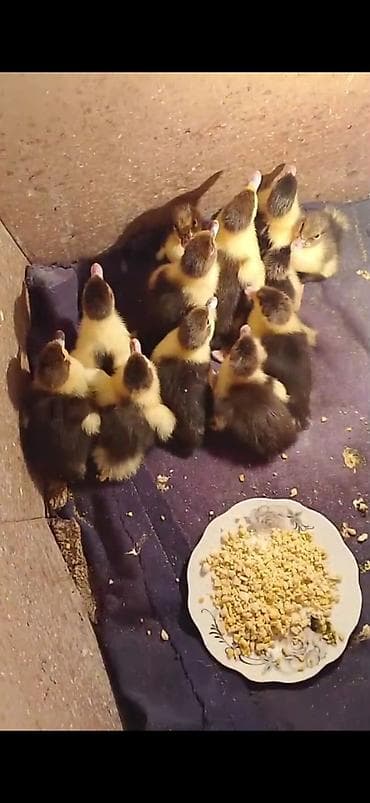 SATILIR LAL ÖRDƏY BALASI QİYMƏT 1 DƏNƏSİNƏ AYİDİR