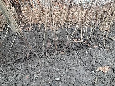 Саженцы деревьев: 🌰 Fındıq tinglərinin satışı 🌱 Satışda sağlam və keyfiyyətli fındıq — 3