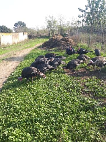 Коровы, быки: Самец, Для разведения, Самовывоз — 3