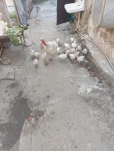 hinduska balasi: Hündüşka cücəsi 1 aylıq kanada sortu ağ rəng çox yaxşı sortdu — 1