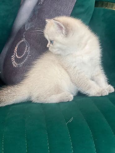 şınşıla pişik: Şinşilla, Dişi — 3