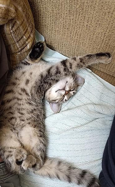 it ucun qurd dermani: Britan, Yaxşı əllərə — 4