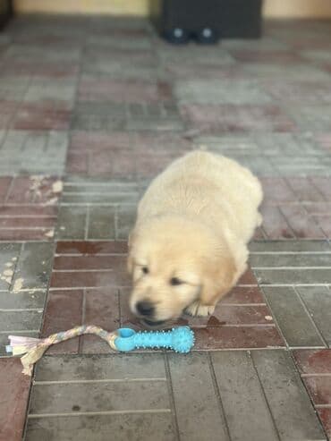 itler ucun qurd dermani: Retriever, 4 ay, Erkek, Peyvəndli — 6
