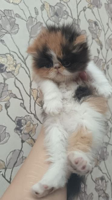 Digər heyvanlar: Ekzot — 2