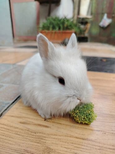 Gəmiricilər: Dekorativ karlik dovşanlar.1 aylıq — 13