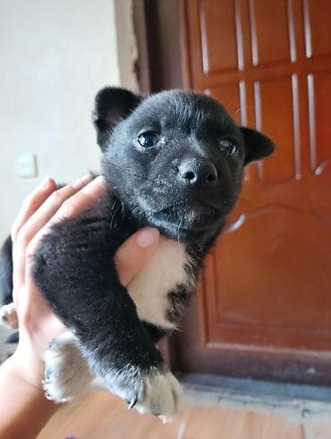 cao cao iti: Zvonok, 1 ay, Erkek, Ünvandan götürmə — 8