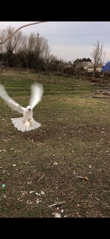ucuz bala pişiklər: Məhsul: Seçmə rəngli ev göyərçinləri (kumral/tünd-bej tonlarda) — 7