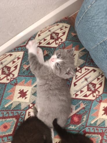 котята породистые купить: Британская, В добрые руки — 2