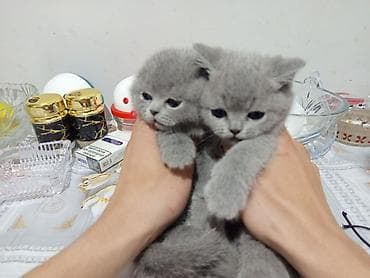 bengal pişiyi: Britan — 2