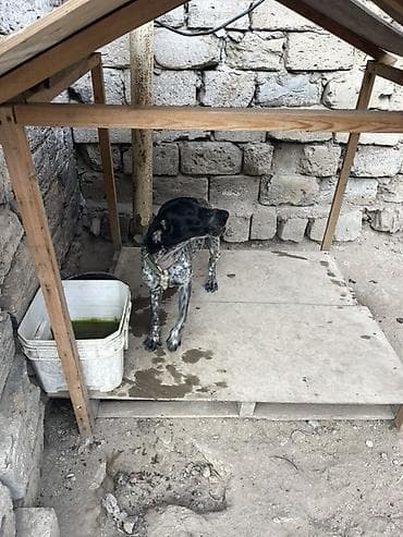saf su: Peyvəndli — 3
