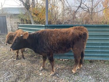 inək şves: Salam, 1ci inək 3cü qarın boğazdır 7 aylığ. İkinci inək, 1ci qarına — 2