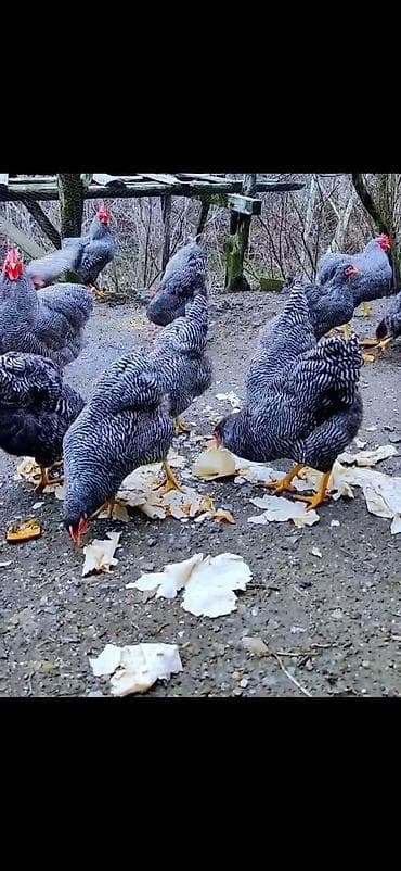 inek quba: Toyuq, Damazlıq — 4