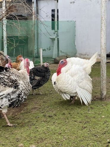 Alfa Romeo: Erkək, Damazlıq — 2