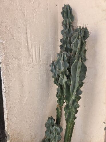 sine boyuden bitki: Qabda böyüyən, maraqlı formaya malik, hündür kaktus. O, evinizə səhra — 1