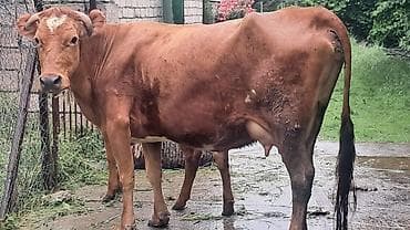 bezekli qoyun sekilleri: Ikinci qarına doğub yanında süni mayalanmadan olan anqus balası var — 2