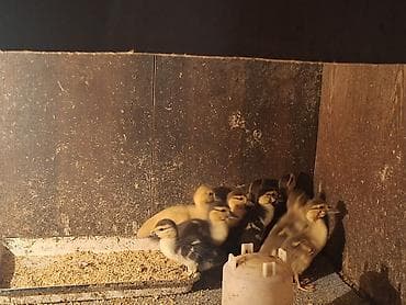 balaca cücə: Dişi, | Lal ördək, Ətlik, Ödənişli çatdırılma — 4