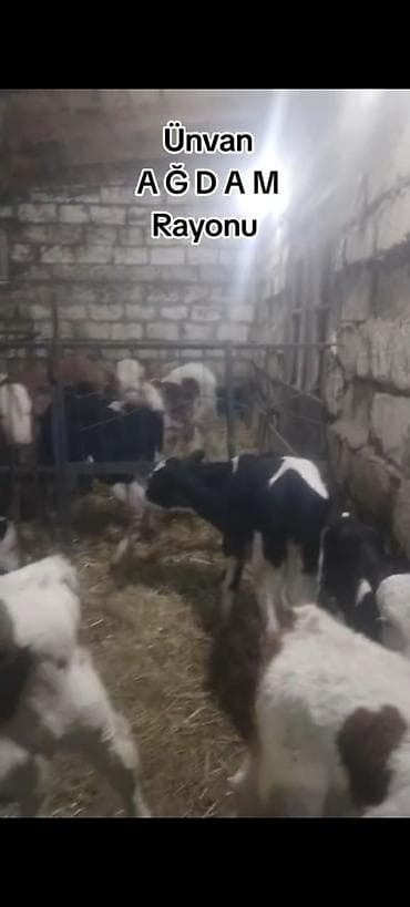 kok dana: Ünvan AĞDAM rayonu cins buzovlar Erkək Dişi qiymed Buzova gore deyiwir — 5