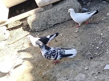 goyerçin: Salam hazir cutduler bala veren quslardi maşdagadadilar 0516831165 — 5