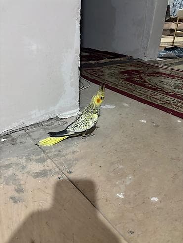 su heyvanlari: Nimfa tutuquşu (cockatiel) – sarı quyruq və baş nahiyəsi, yanaqlarda — 1