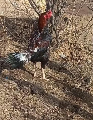 Əkə xoruzdu 3 yaşına keçib di cinsi qanı yaxşıdı real alcı narahat