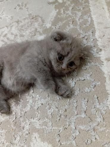 mini spic: Şotland uzun tüklü — 4