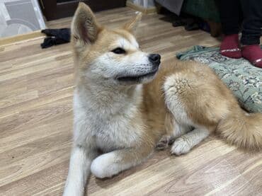 Digər heyvanlar: Akita-inu, 2 ay, Dişi — 4