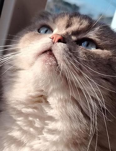 Şotland yastı qulaq, Erkək, Cütləşmə üçün, Ödənişli çatdırılma