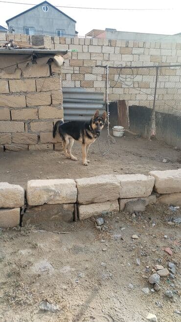 собака отдам в хорошие руки: Alman çoban iti, 6 ay, Erkek — 11