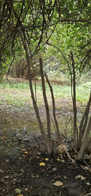 qobuda heyet evi: 3 otaqlı, 60 kv. m, Kredit var, Təmirsiz — 6