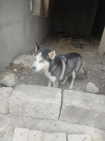 basenc itləri: Xaski, Dişi — 7