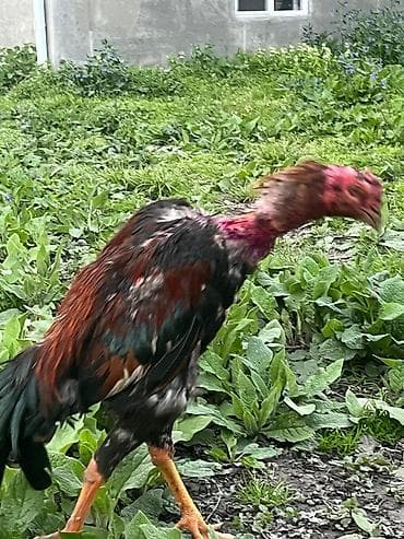 ev quşlari haqqinda melumat: Salam elekum meydanda udub gelib. Cins xoruz – uzunboyun, hündür — 3