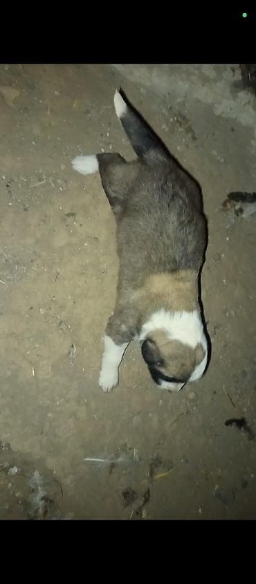 Аквариумы: Самка, Самовывоз — 3