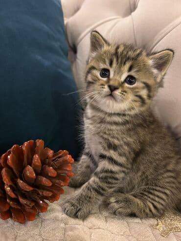 siam pisiyi haqqinda: Britan, Erkək — 3