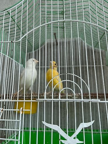 Məhsul: Kanareyka quşları və qəfəs dəsti - İki ədəd kanareyka: biri