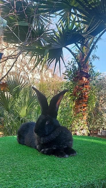 K/t heyvanları üçün mallar: Wekilde gorduyunuz Diwi Rizen satilir qan temiz bir piroblemsiz xaiw — 1