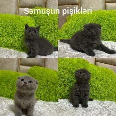 Şotland, Dişi, Ödənişli çatdırılma