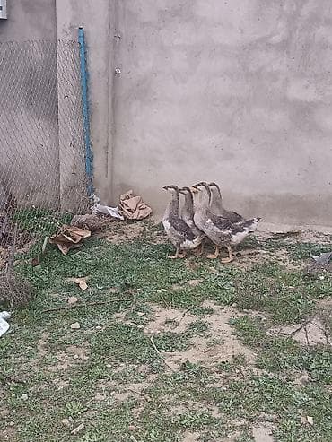 ucuz toyuq satisi: 5eded qaz balasi 4 ayliqdi bir ededi 20manat sağlam heyvanlardi cidi — 3